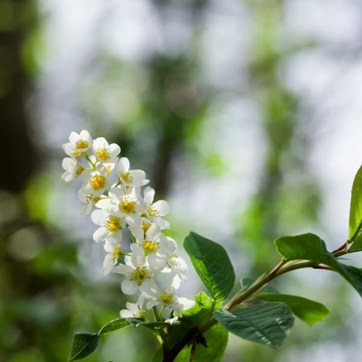 Bemiddeling bij verkoop van een chalet via Chalet Kompas
