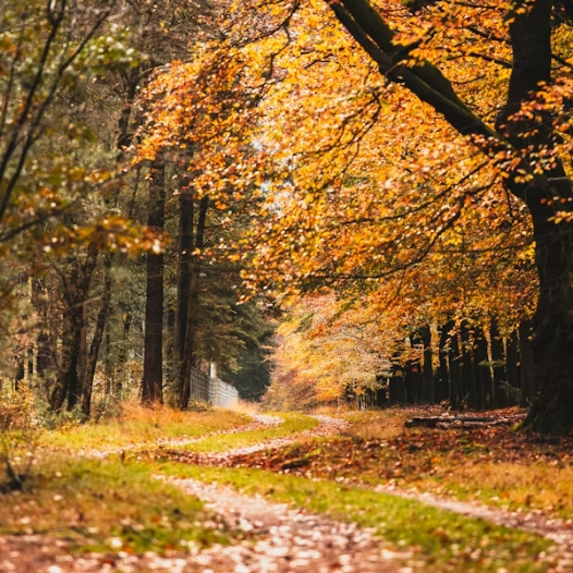 Chalet Kompas begeleidt verkoop van recreatiewoningen